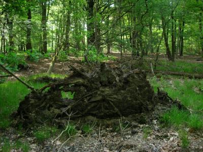DSCN6783